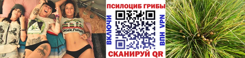 Купить  Новая Усмань  Псилоцибиновые грибы Psilocybine cubensis 